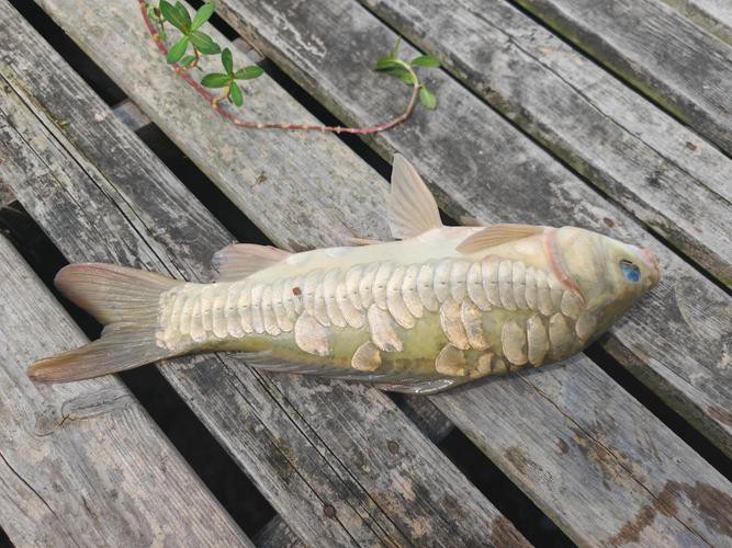 東北三道鱗魚圖片【東北三道鱗魚，農村叫它三道鱗魚，釣友帶回5斤大魚】