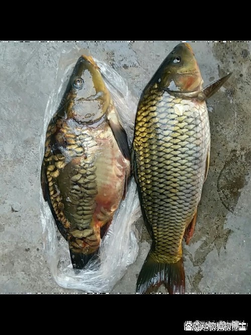 東北三道鱗魚圖片【東北三道鱗魚，農村叫它三道鱗魚，釣友帶回5斤大魚】