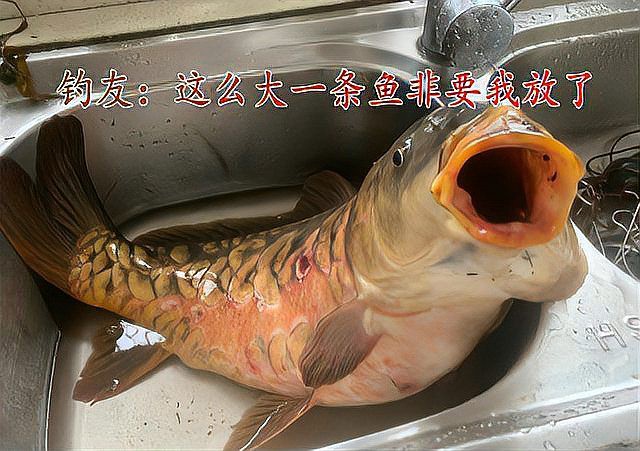 東北三道鱗魚圖片【東北三道鱗魚，農村叫它三道鱗魚，釣友帶回5斤大魚】