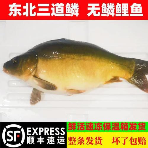 東北三道鱗魚圖片【東北三道鱗魚，農村叫它三道鱗魚，釣友帶回5斤大魚】