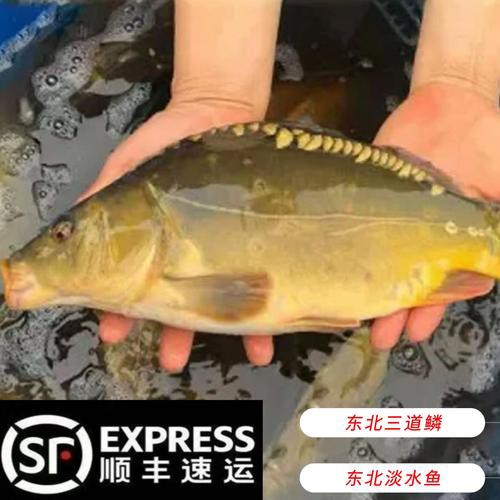 東北三道鱗魚圖片【東北三道鱗魚，農村叫它三道鱗魚，釣友帶回5斤大魚】