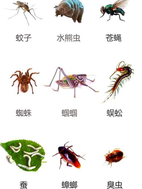 昆蟲識別圖鑒掃一掃【《昆蟲識別圖鑒掃一掃》安卓版（v2.7.12）】