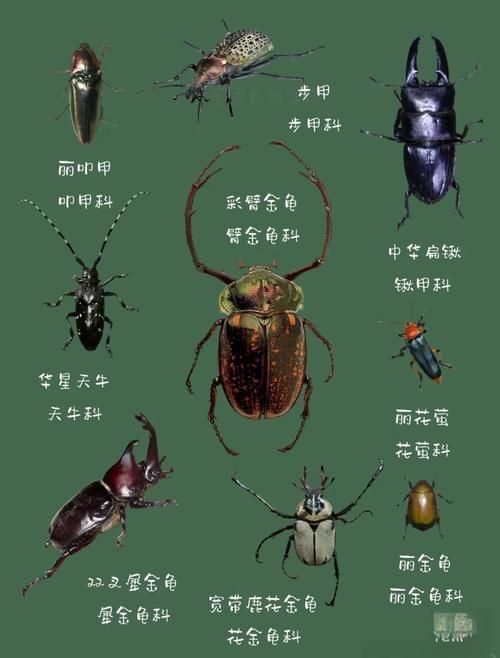昆蟲識別圖鑒掃一掃【《昆蟲識別圖鑒掃一掃》安卓版（v2.7.12）】