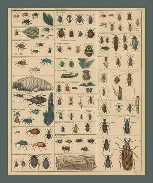 昆蟲識別圖鑒掃一掃【《昆蟲識別圖鑒掃一掃》安卓版（v2.7.12）】