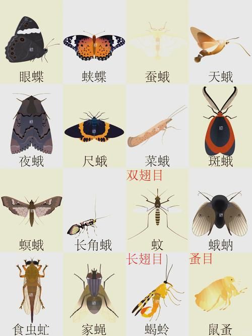 昆蟲識別圖鑒掃一掃【《昆蟲識別圖鑒掃一掃》安卓版（v2.7.12）】