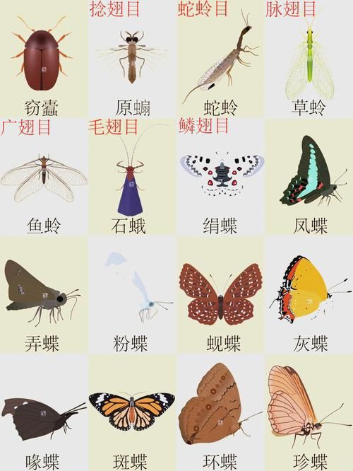 昆蟲識別圖鑒掃一掃【《昆蟲識別圖鑒掃一掃》安卓版（v2.7.12）】