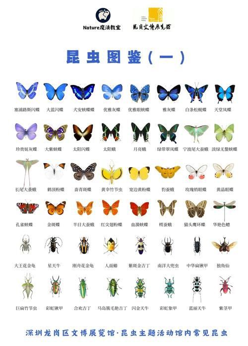 昆蟲識別圖鑒掃一掃【《昆蟲識別圖鑒掃一掃》安卓版（v2.7.12）】