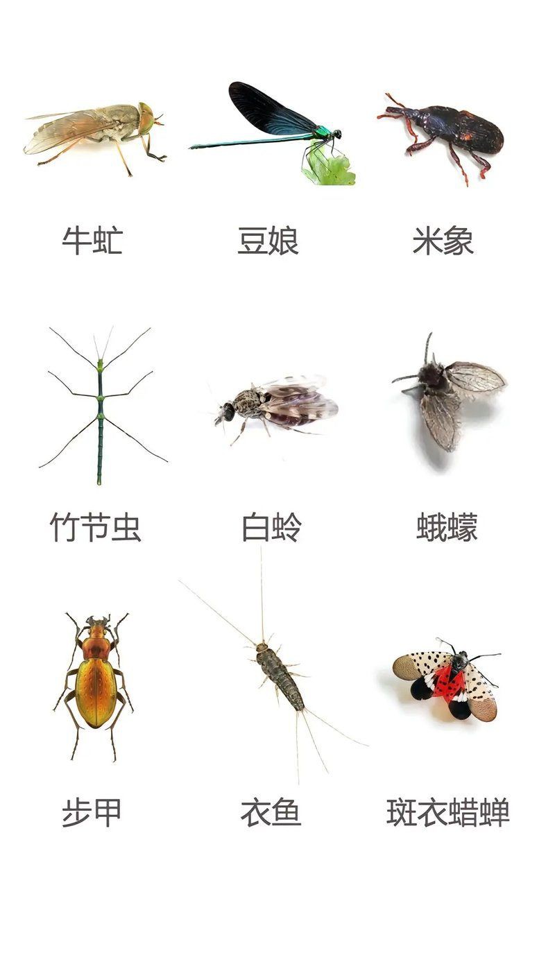 昆蟲識別圖鑒掃一掃【《昆蟲識別圖鑒掃一掃》安卓版（v2.7.12）】