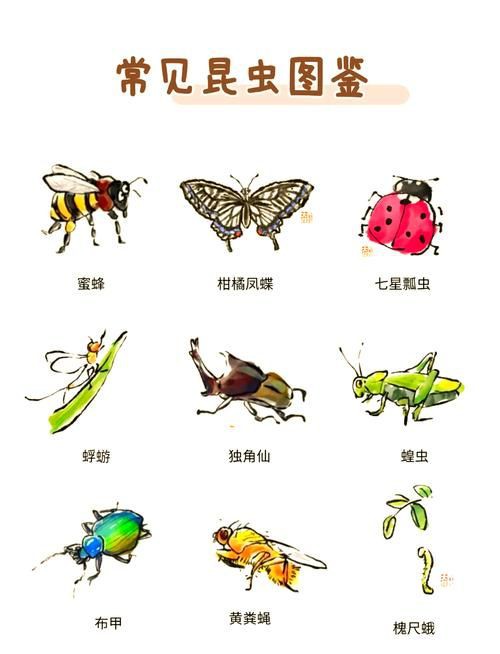 昆蟲識別圖鑒掃一掃【《昆蟲識別圖鑒掃一掃》安卓版（v2.7.12）】