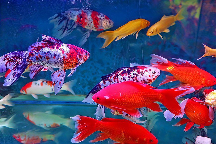 宜昌水族批發(fā)市場(chǎng)【宜昌水族批發(fā)市場(chǎng)分析及行業(yè)動(dòng)態(tài)】