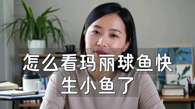 瑪麗球魚怎么看要生了【怎么看瑪麗球魚快生小魚了】