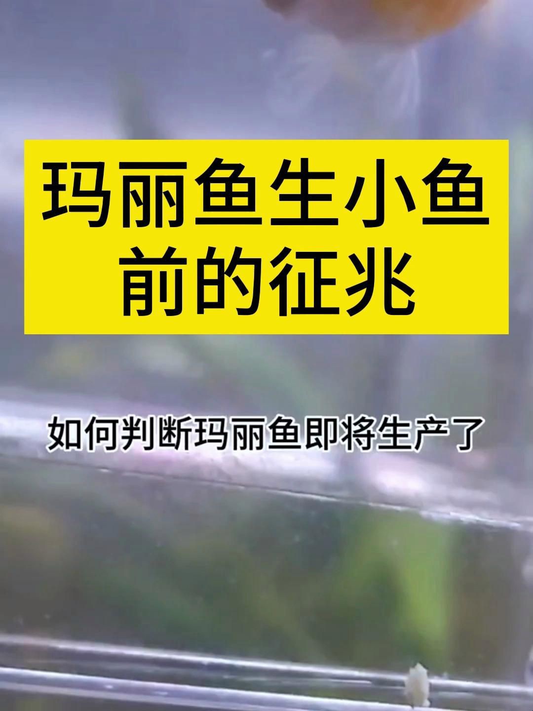 瑪麗球魚怎么看要生了【怎么看瑪麗球魚快生小魚了】