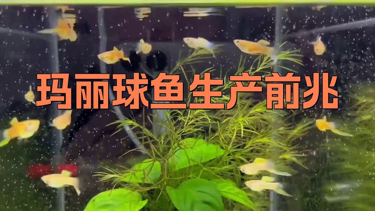 瑪麗球魚怎么看要生了【怎么看瑪麗球魚快生小魚了】