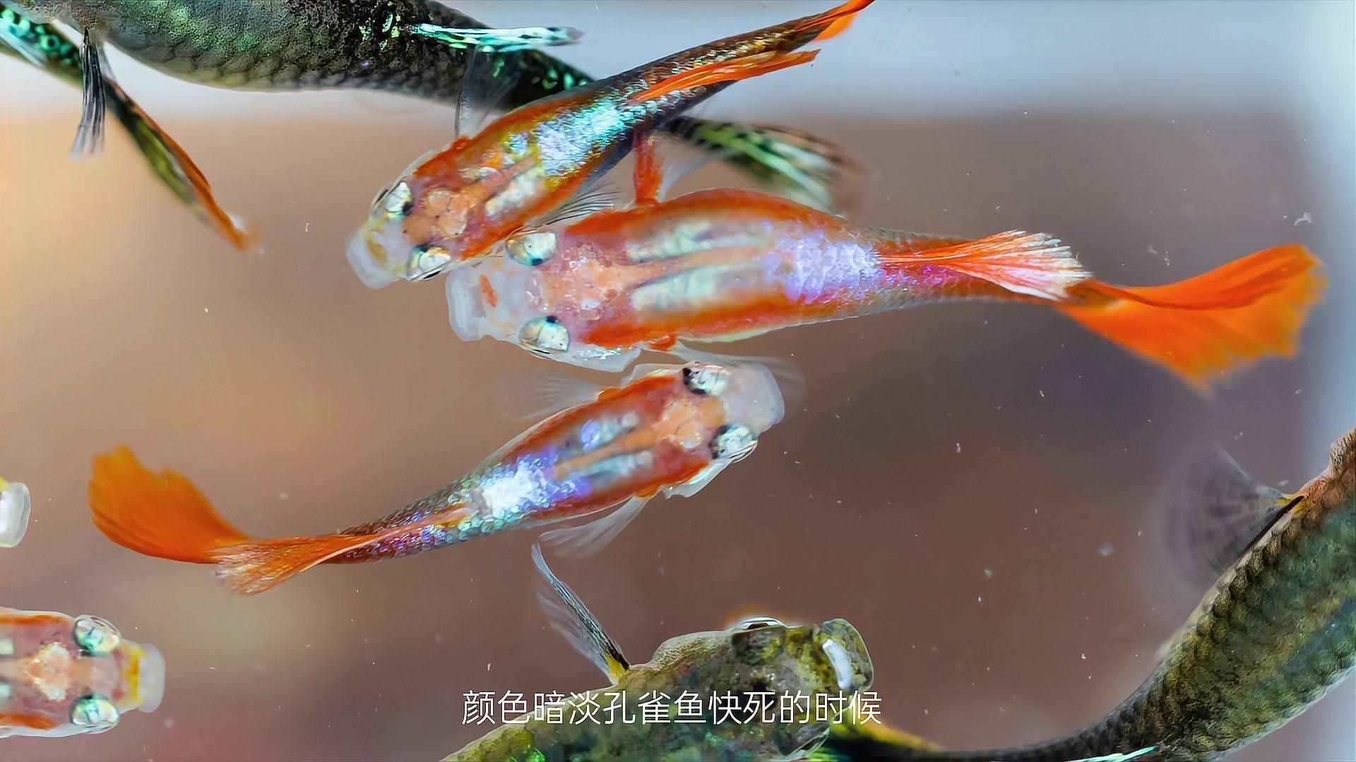 孔雀魚死前10個征兆【孔雀魚死亡前的十大征兆】