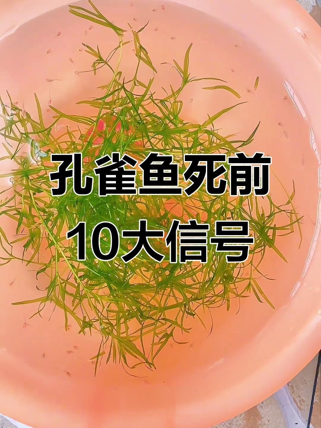 孔雀魚死前10個征兆【孔雀魚死亡前的十大征兆】