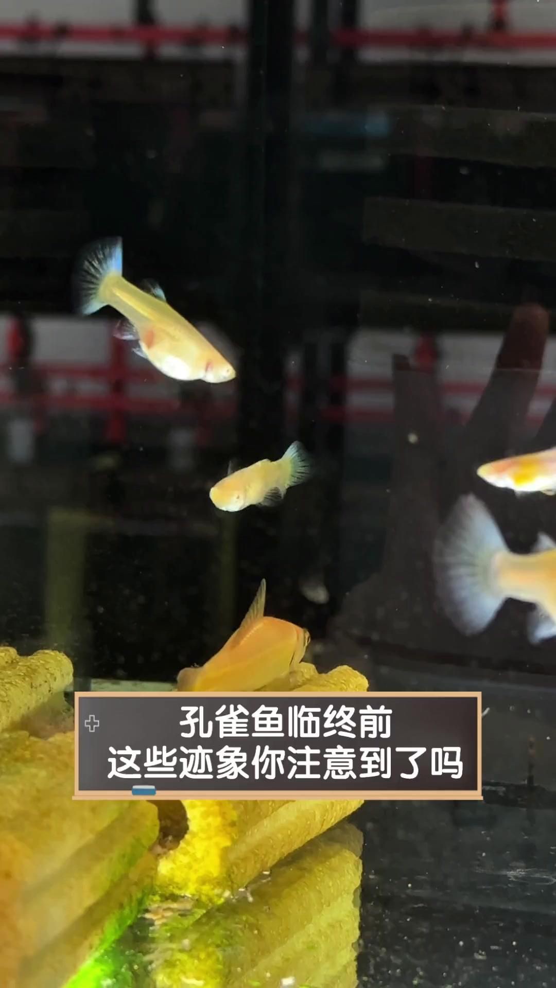 孔雀魚死前10個征兆【孔雀魚死亡前的十大征兆】