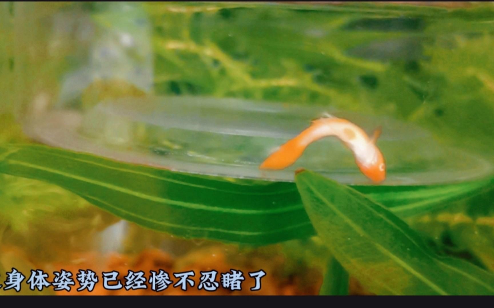 孔雀魚死前10個征兆【孔雀魚死亡前的十大征兆】