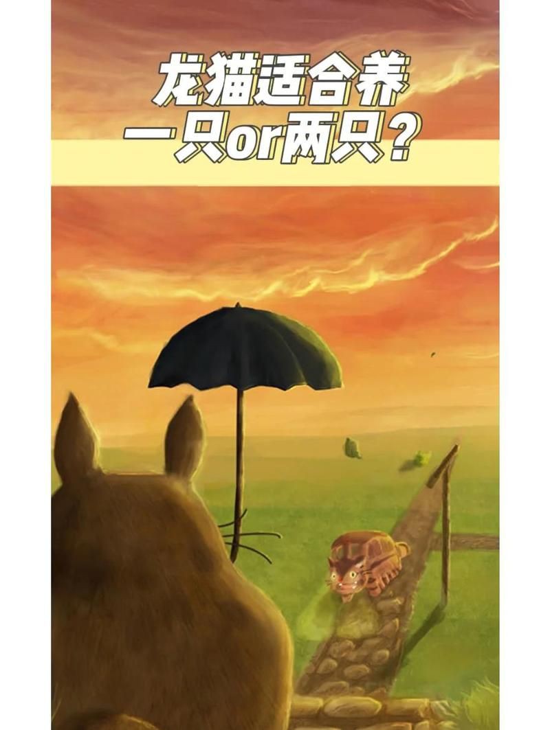 雙養龍貓需要多大的空間？【雙養龍貓需要多大的空間】