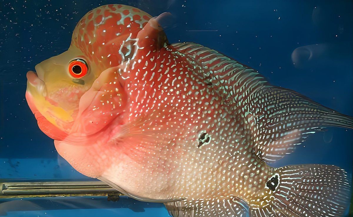 紅尾美人魚沒氧氣能活嗎【紅尾美人魚在無(wú)氧環(huán)境下能活多久】