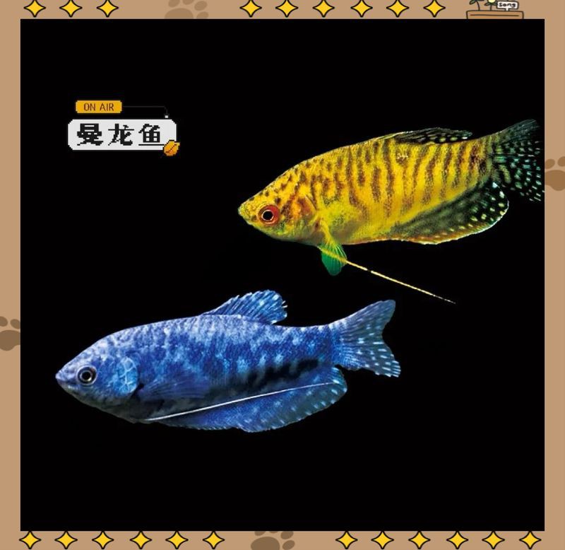 曼龍魚是吉魚還是兇魚【曼龍魚兼具觀賞性與復雜習性其“吉”或“兇”的屬性需辯證看待】