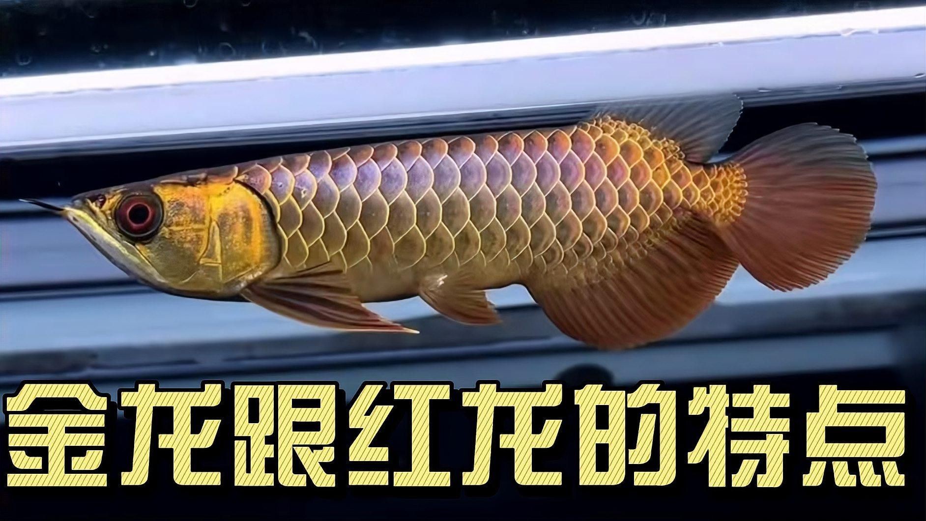 如何鑒別紅龍魚和金龍魚的品相？【如何區分紅龍魚和金龍魚的品相】