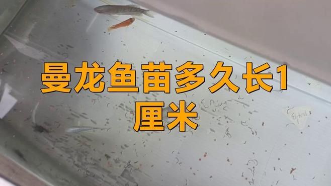 曼龍魚苗多久長1厘米【曼龍魚多久能長到10厘米】