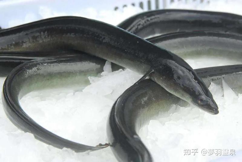 電鰻的鰻有幾個讀音，“鰻”只有一個讀音，即man，屬于漢語二級字，注音為[需手動填充]