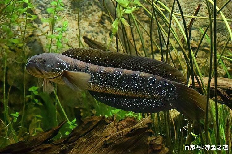 40缸只養(yǎng)一條霸氣的魚【《40缸只養(yǎng)一條霸氣的魚》】
