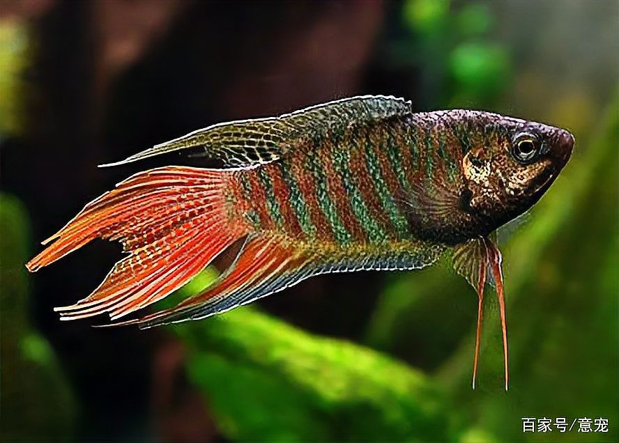 40缸只養一條霸氣的魚【《40缸只養一條霸氣的魚》】