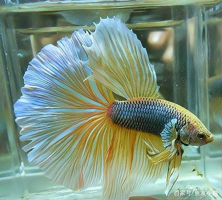 40缸只養(yǎng)一條霸氣的魚【《40缸只養(yǎng)一條霸氣的魚》】