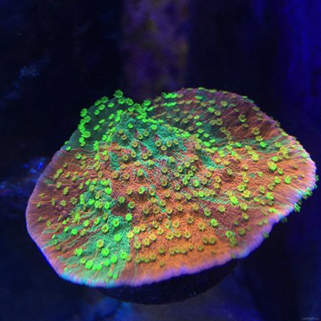 40缸只養一條霸氣的魚【《40缸只養一條霸氣的魚》】