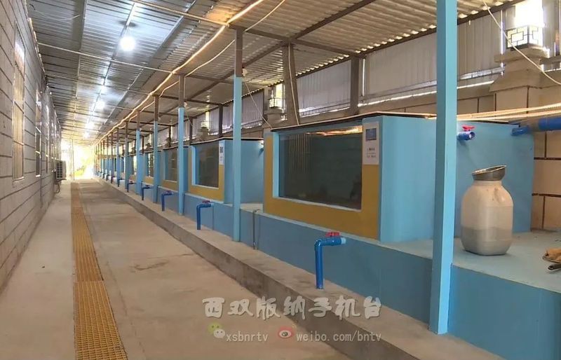 西雙版納傣族自治州魚(yú)缸維護(hù)【西雙版納傣族自治州的魚(yú)缸維護(hù)及注意事項(xiàng)波奇寵物網(wǎng)】