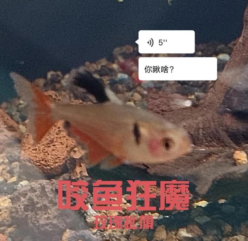 玫瑰丹魚有攻擊性嗎【玫瑰丹魚攻擊性較低但飼養時需注意環境與混養搭配】