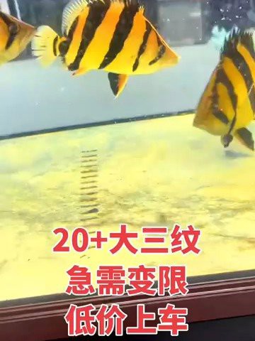 三文虎魚市場(chǎng)價(jià)【三文虎魚的價(jià)格趨勢(shì)分析】