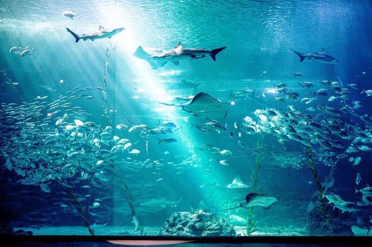 伊克烏素水族店【伊克烏素水族店\ 伊克烏素水族店【伊克烏素水族店 伊克烏素水族店【伊克烏素水族店\