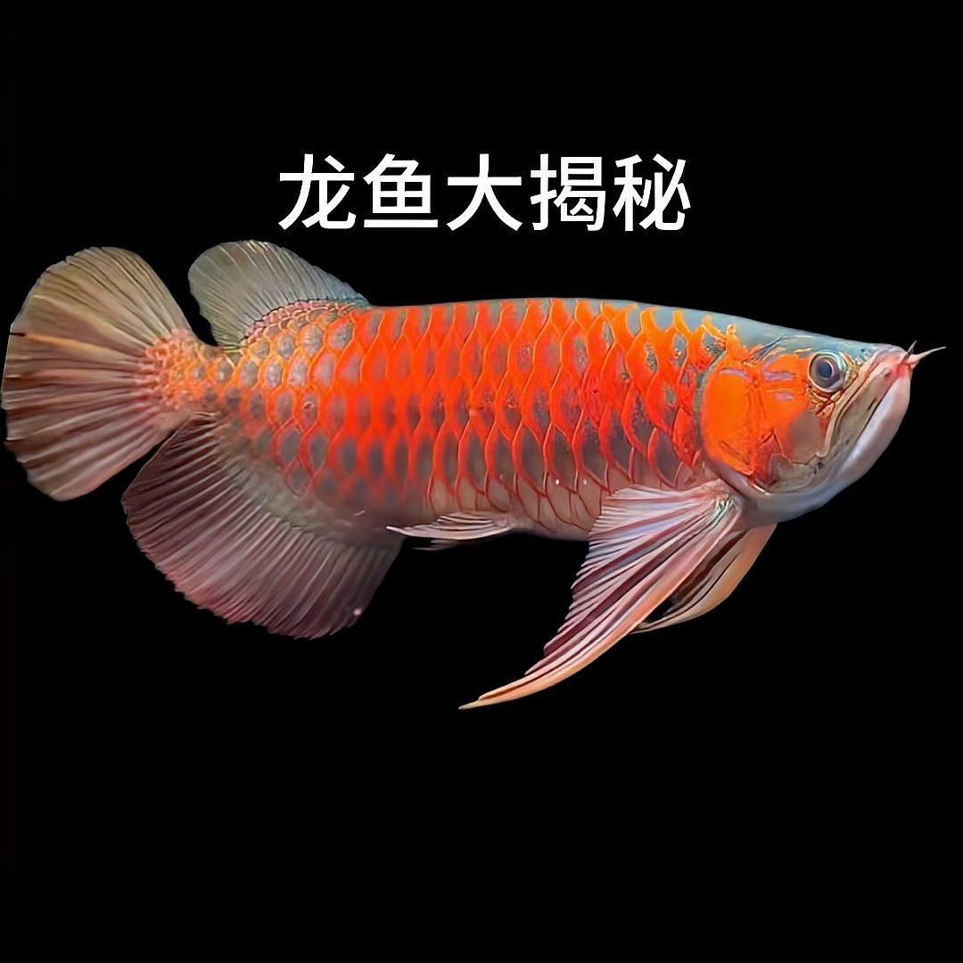 武吉美拉和普通金龍有啥區別【武吉美拉金龍與普通金龍存在顯著差異】