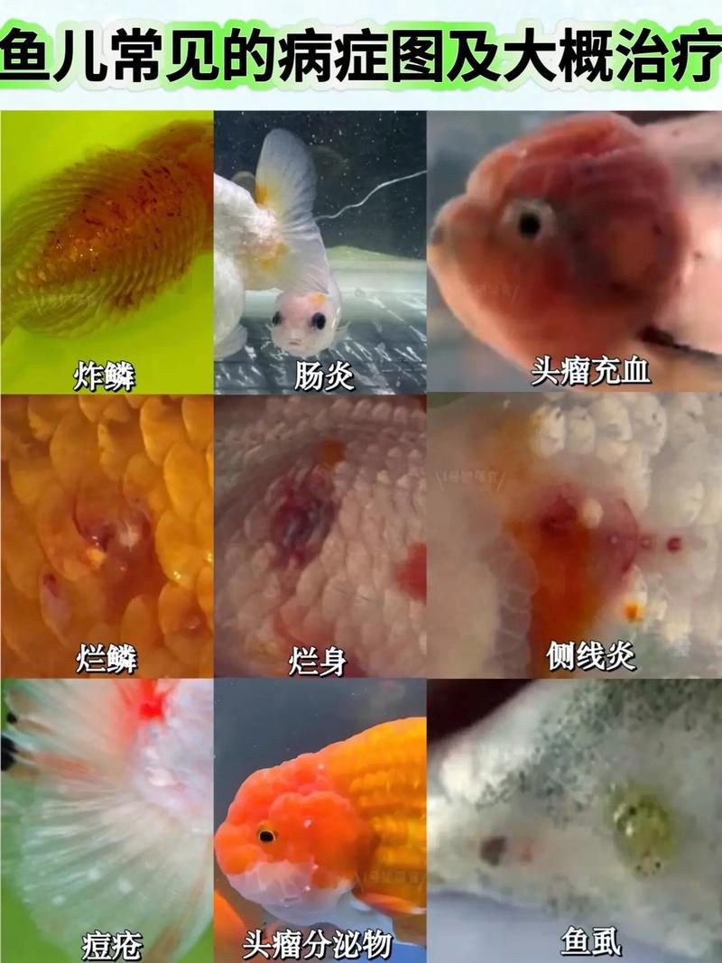提供魚的常見病與防治圖片【《魚的常見病與防治》18種常見病及防治方法】