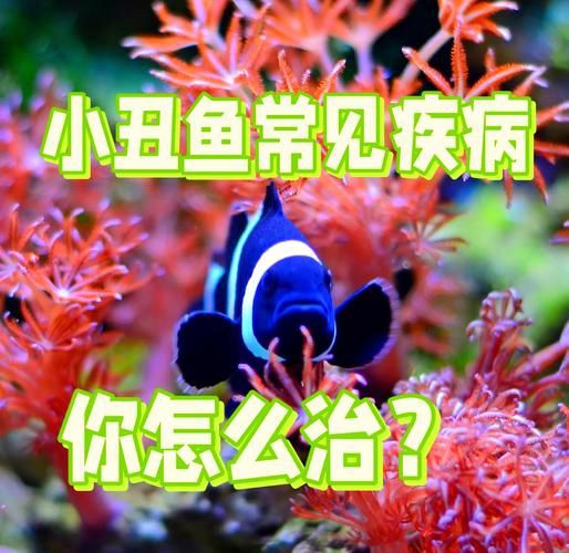 提供魚的常見病與防治圖片【《魚的常見病與防治》18種常見病及防治方法】