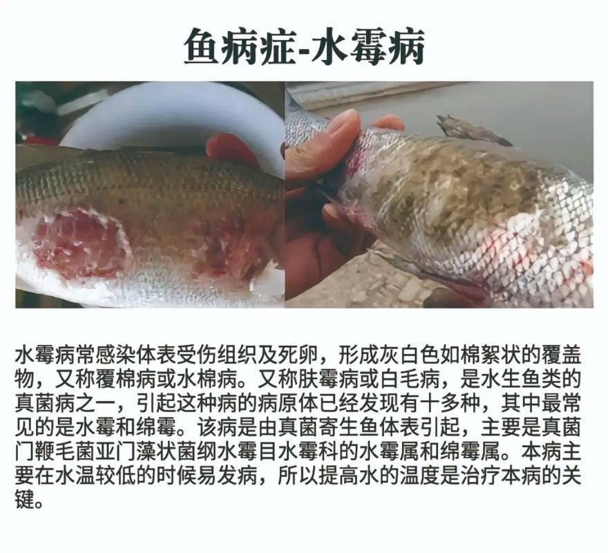提供魚的常見病與防治圖片【《魚的常見病與防治》18種常見病及防治方法】