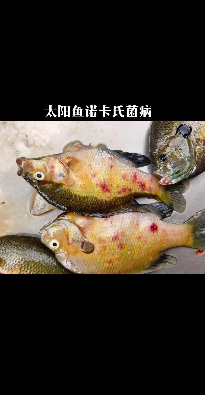 提供魚的常見病與防治圖片【《魚的常見病與防治》18種常見病及防治方法】