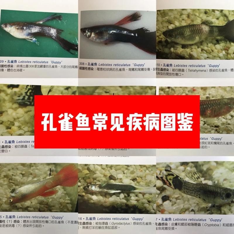 提供魚的常見病與防治圖片【《魚的常見病與防治》18種常見病及防治方法】