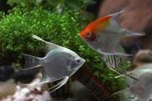 新手養魚常識【新手養魚常識摘要】