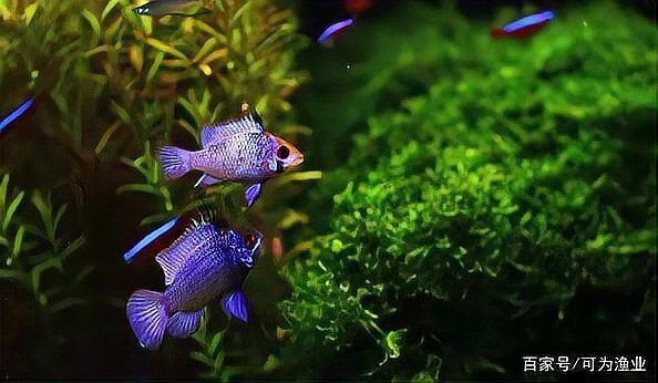 新手養魚常識【新手養魚常識摘要】