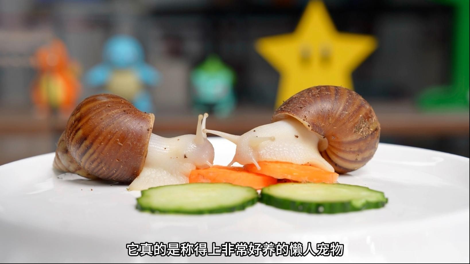 懶人最適合養的寵物【《懶人最適合養的寵物》】