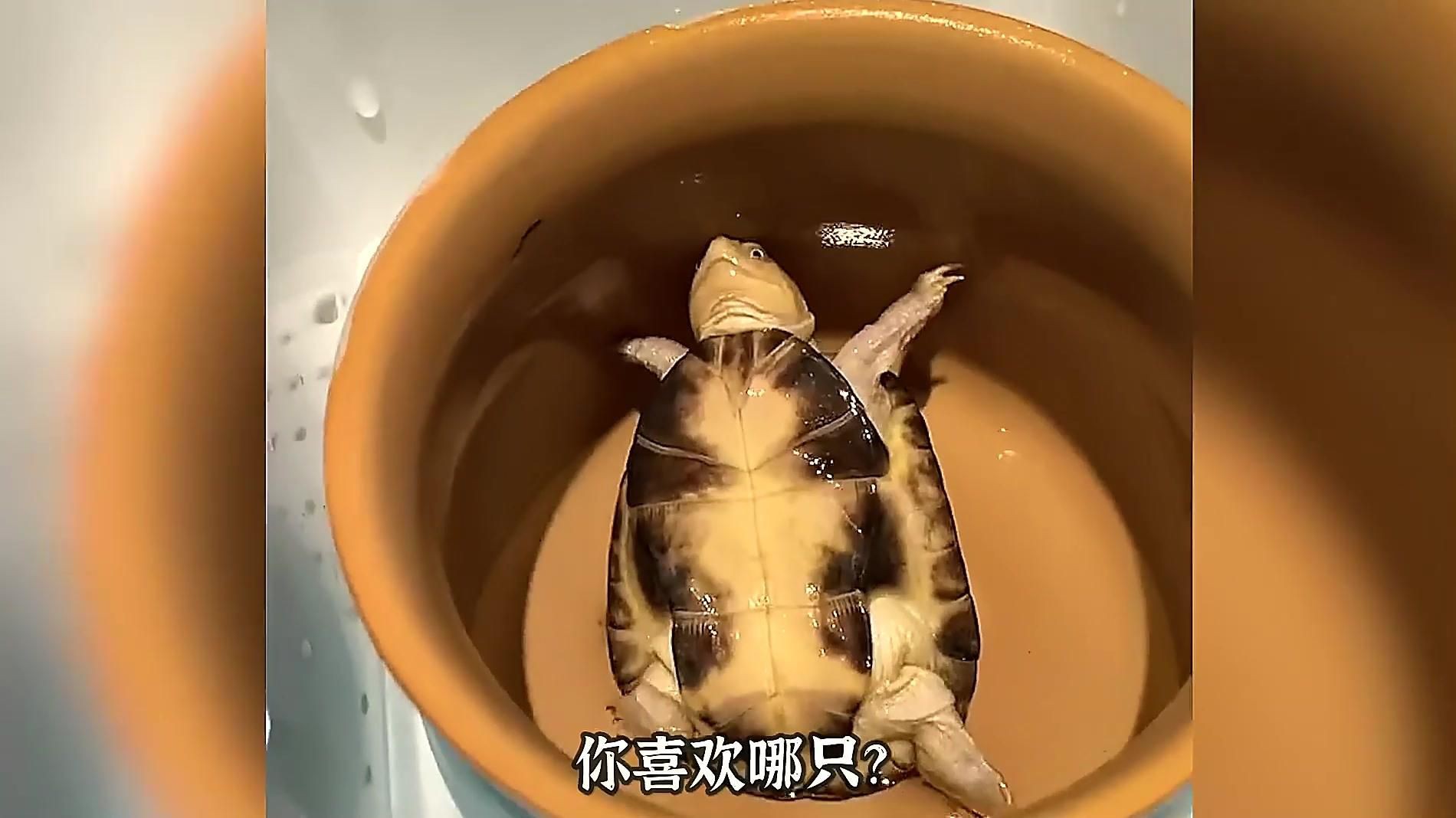 懶人最適合養的寵物【《懶人最適合養的寵物》】