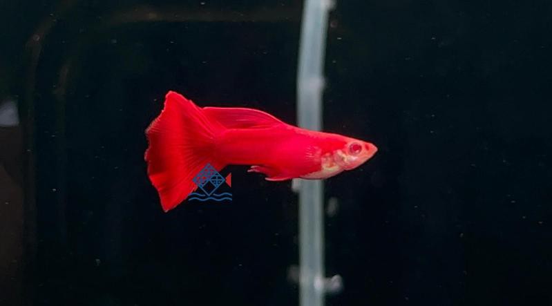 什么顏色的孔雀魚最稀有【全球最稀有孔雀魚色彩圖譜，色彩密碼背后的科學奧秘】