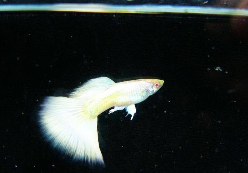 什么顏色的孔雀魚最稀有【全球最稀有孔雀魚色彩圖譜，色彩密碼背后的科學奧秘】