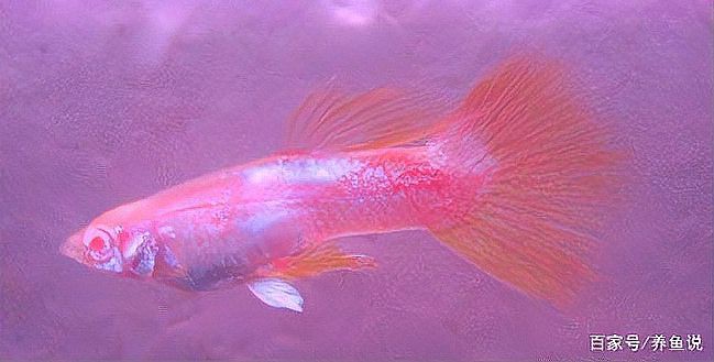 什么顏色的孔雀魚最稀有【全球最稀有孔雀魚色彩圖譜，色彩密碼背后的科學奧秘】