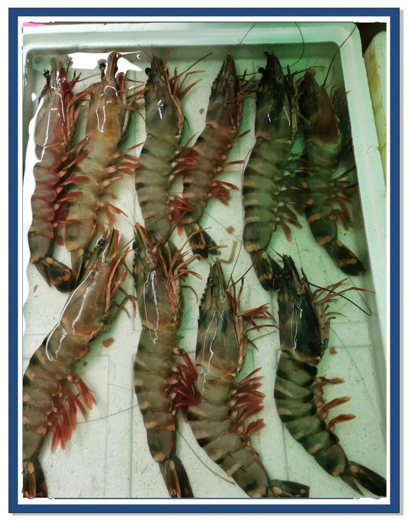 崖州龍魚(yú)店，三亞|崖州龍魚(yú)專(zhuān)賣(mài)店\