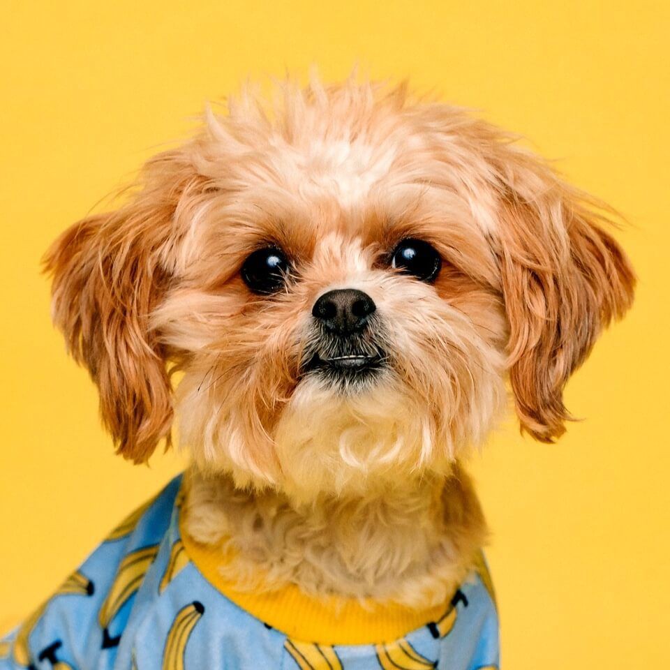 張家界水族批發市場【張家界水族批發市場是當地重要的水產及水族用品集散地】